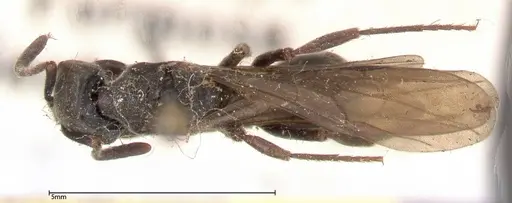 Ectomomyrmex javanus - FOCOL0366