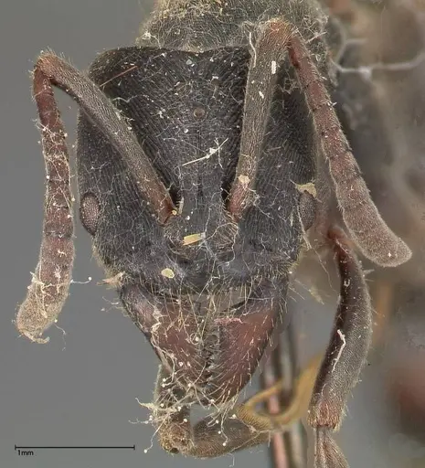 Ectomomyrmex javanus - FOCOL0366