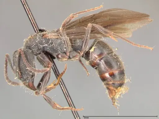 Ectomomyrmex javanus - FOCOL0366
