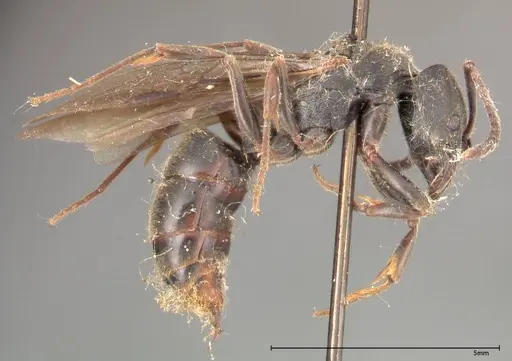 Ectomomyrmex javanus - FOCOL0366