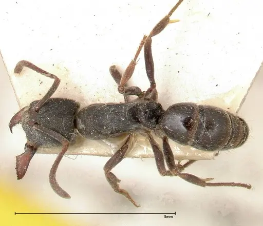Ectomomyrmex javanus - FOCOL0367