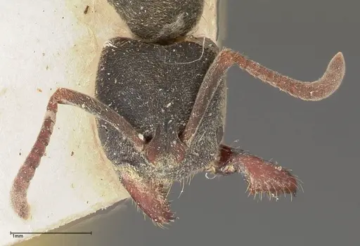 Ectomomyrmex javanus - FOCOL0367