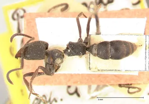 Ectomomyrmex javanus - FOCOL0583