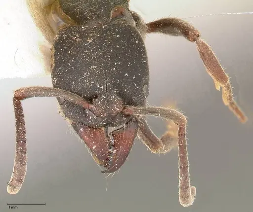 Ectomomyrmex javanus - FOCOL0583