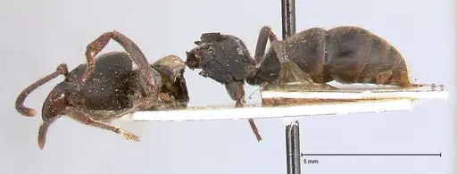 Ectomomyrmex javanus - FOCOL0583