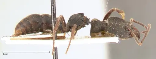 Ectomomyrmex javanus - FOCOL0583