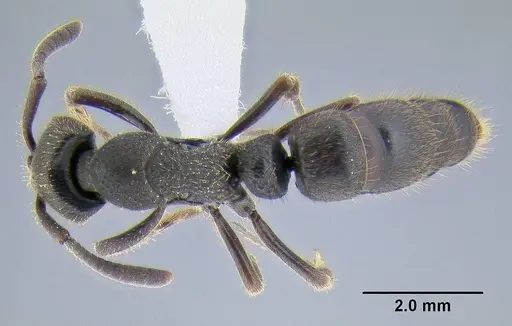 Ectomomyrmex leeuwenhoeki specimen