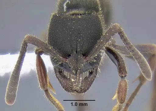 Ectomomyrmex leeuwenhoeki specimen