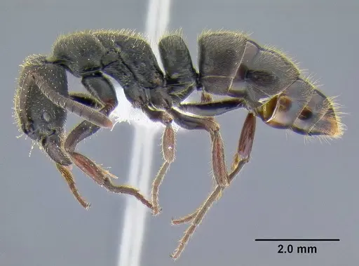 Ectomomyrmex leeuwenhoeki specimen
