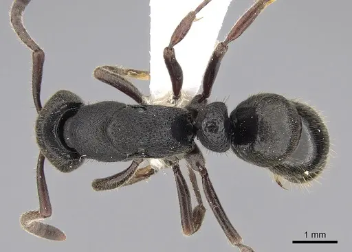 Ectomomyrmex leeuwenhoeki - CASENT0281893