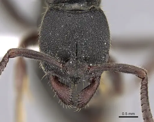 Ectomomyrmex leeuwenhoeki - CASENT0281893