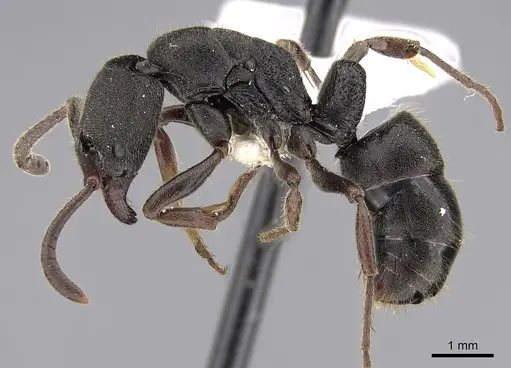 Ectomomyrmex leeuwenhoeki - CASENT0281893