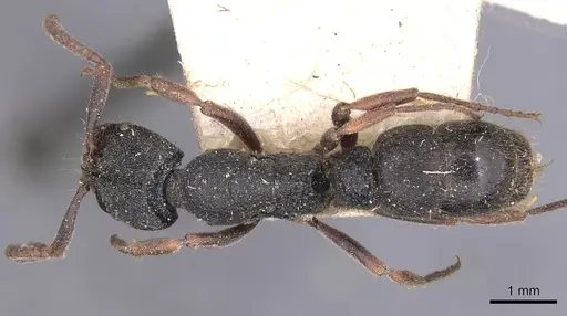 Ectomomyrmex leeuwenhoeki - CASENT0907272