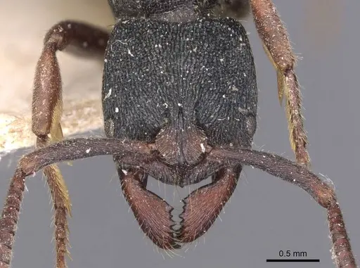 Ectomomyrmex leeuwenhoeki - CASENT0907272