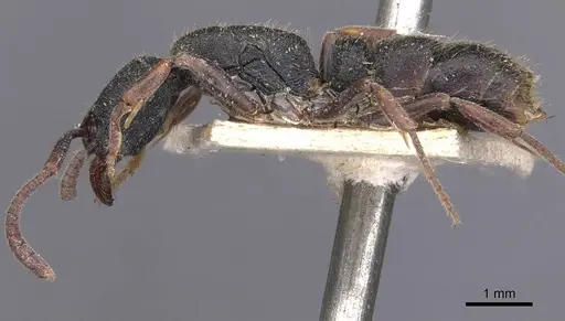 Ectomomyrmex leeuwenhoeki - CASENT0907272