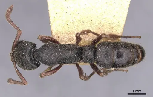Ectomomyrmex leeuwenhoeki - CASENT0907273