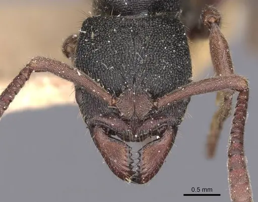 Ectomomyrmex leeuwenhoeki - CASENT0907273