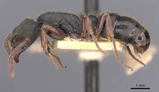 Ectomomyrmex leeuwenhoeki - CASENT0907273