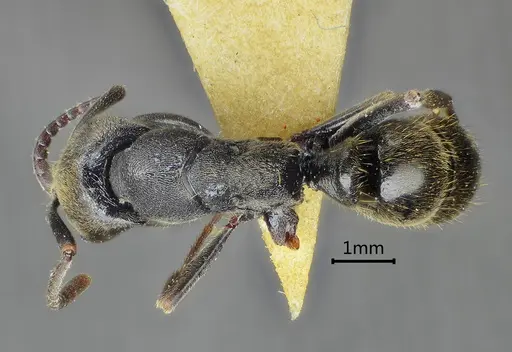 Ectomomyrmex lobocarenus specimen