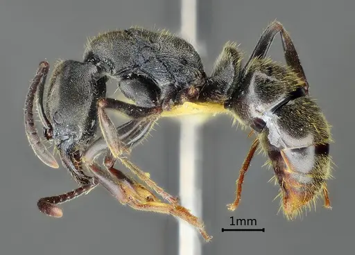 Ectomomyrmex lobocarenus specimen