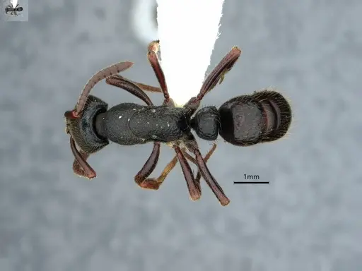 Ectomomyrmex modiglianii specimen