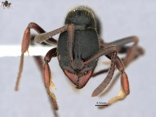 Ectomomyrmex modiglianii specimen