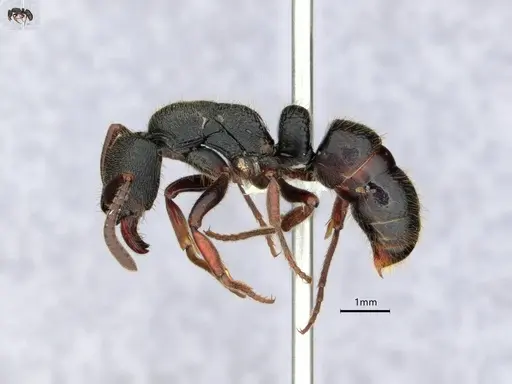 Ectomomyrmex modiglianii specimen