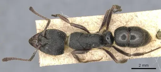 Ectomomyrmex obtusus specimen