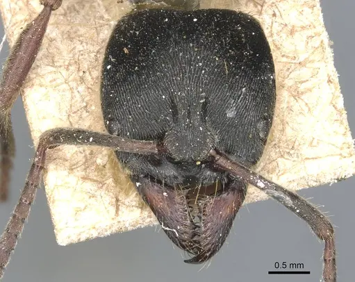 Ectomomyrmex obtusus specimen