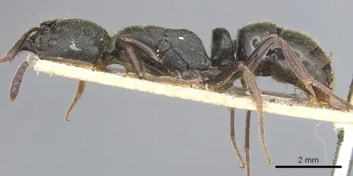 Ectomomyrmex obtusus specimen