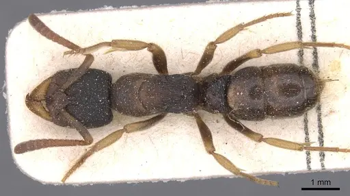Ectomomyrmex overbecki specimen