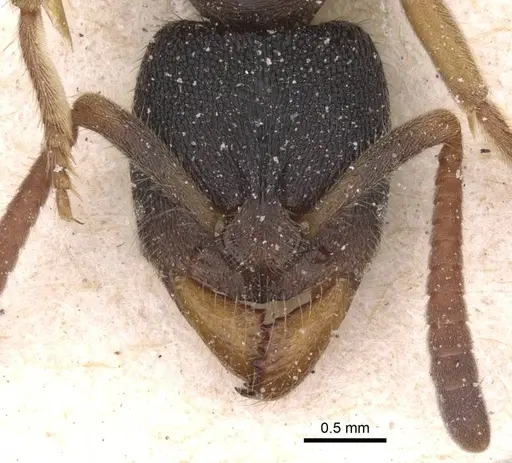 Ectomomyrmex overbecki specimen