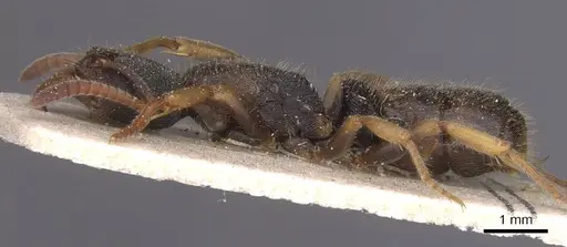 Ectomomyrmex overbecki specimen