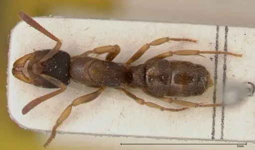 Ectomomyrmex overbecki - FOCOL0364