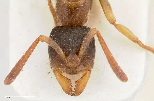 Ectomomyrmex overbecki - FOCOL0364