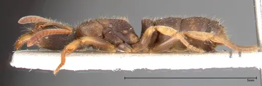 Ectomomyrmex overbecki - FOCOL0364