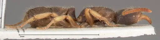 Ectomomyrmex overbecki - FOCOL0364