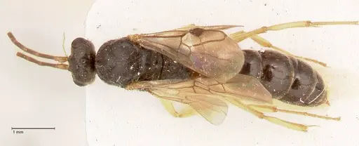 Ectomomyrmex overbecki - FOCOL0958