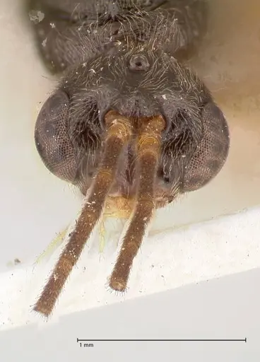 Ectomomyrmex overbecki - FOCOL0958