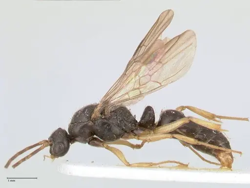 Ectomomyrmex overbecki - FOCOL0958