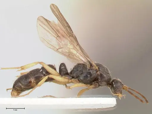 Ectomomyrmex overbecki - FOCOL0958