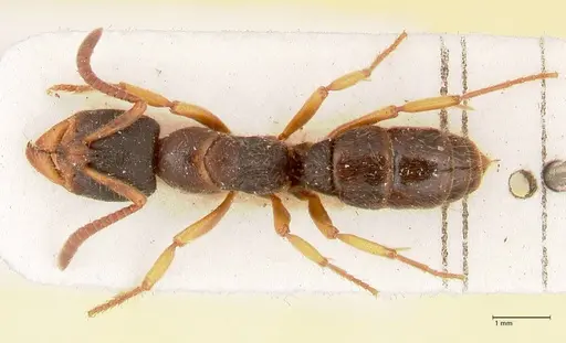 Ectomomyrmex overbecki - FOCOL0959