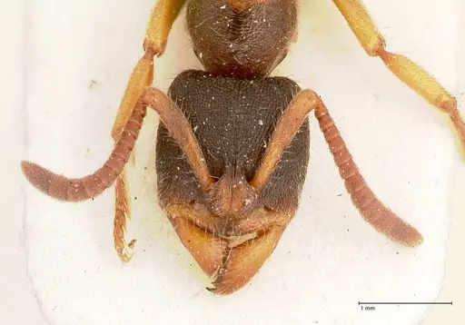 Ectomomyrmex overbecki - FOCOL0959