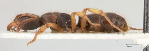 Ectomomyrmex overbecki - FOCOL0959