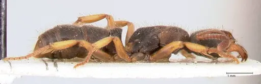 Ectomomyrmex overbecki - FOCOL0959