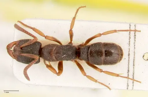 Ectomomyrmex overbecki - FOCOL0960