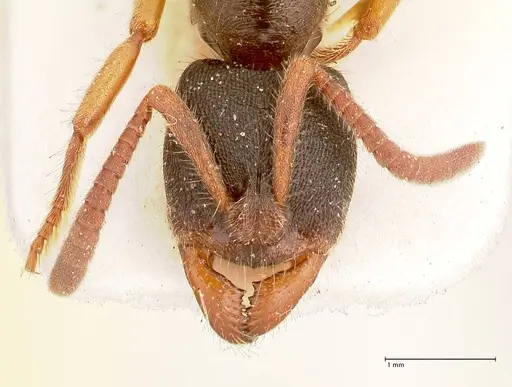 Ectomomyrmex overbecki - FOCOL0960