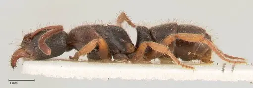 Ectomomyrmex overbecki - FOCOL0960