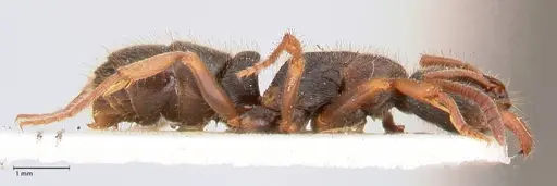 Ectomomyrmex overbecki - FOCOL0960