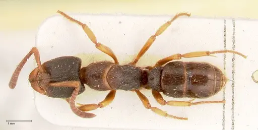 Ectomomyrmex overbecki - FOCOL0961